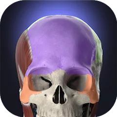 Anatomyka Atlas v2.7.2 все разблокировано